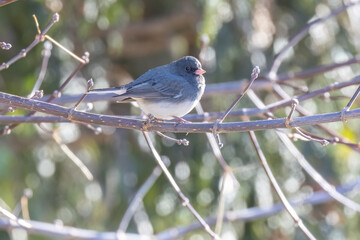 dark-eyed junco (Junco hyemalis) in winter