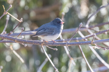 dark-eyed junco (Junco hyemalis) in winter