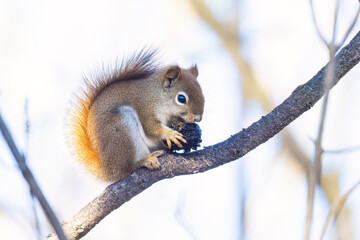 American red squirrel (Tamiasciurus hudsonicus) eating nuts in winter