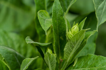 Tobacco Bud and Leaves Closeup