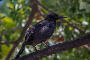 blackbird on a branch