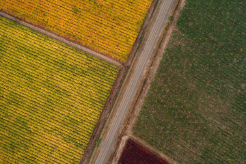Aerial view of a vineyard in autumn in Chile. Top view