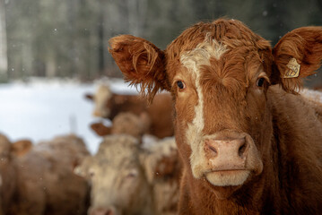 Fototapeta na wymiar Simmental cow in winter pasture