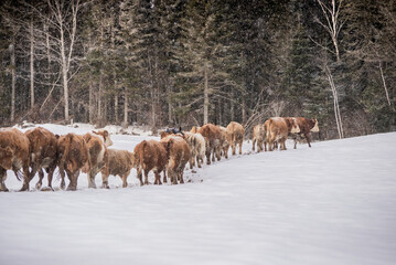 Fototapeta premium Group of simmental cows walking toward forest in winter pasture