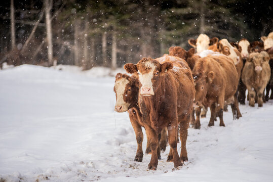 Group of simmental cows walking toward forest in winter pasture