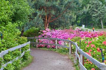 Footpath in an azalea gardent