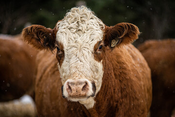 Fototapeta na wymiar Simmental cow in winter pasture