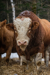 Simmental bull close up in winter pasture