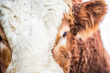 Simmental bull close up in winter pasture
