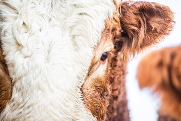 Simmental bull close up in winter pasture