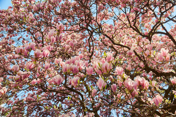 Blooming magnolia tree against the background of an old house