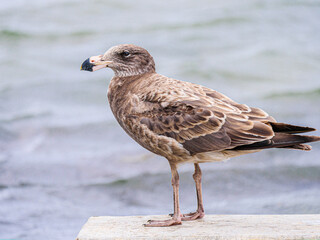 Young Pacific Gull Standing