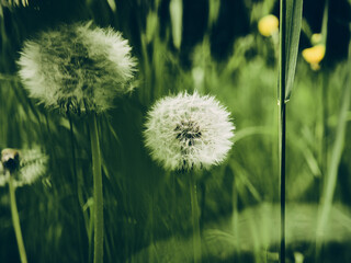 dandelion in the grass