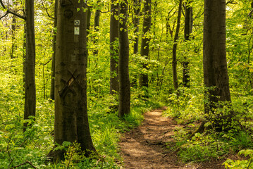 The "Ith-Hils-Weg" long distance hiking trail leading through a lush green springtime beech forest, Ith, Weserbergland, Germany