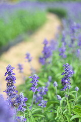 ブルーサルビア