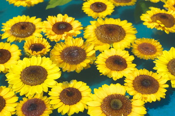 Obraz premium ひまわり