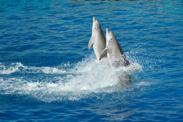 Naklejka premium Dolphins Show