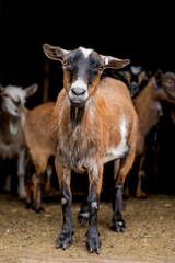 Nigerian Dwarf Goat in Barn