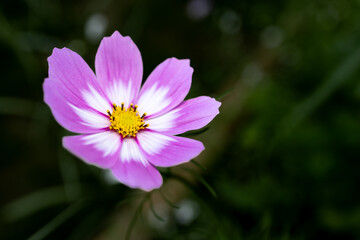 Pink & White Cosmo