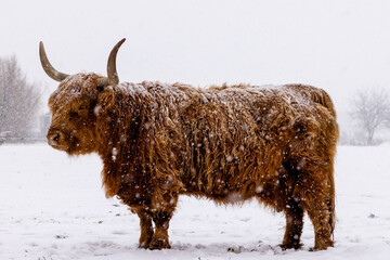 Scottish highland cow