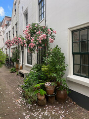 Fototapeta na wymiar Street with beautiful buildings and plants on sunny day