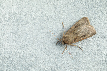 Paradrina clavipalpis moth on white textured background, top view. Space for text