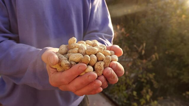 Harvest of peanuts. Peanuts in the shell in the hands of a farmer. Cultivation of peanut crop, Production of peanuts