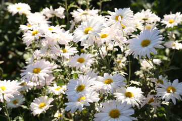 Many beautiful chamomile flowers growing in garden
