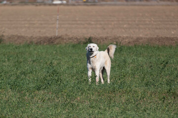 A Great Pyrenees looking after its sheep