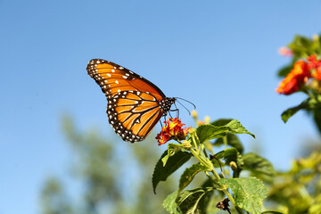 Beautiful orange Monarch butterfly on plant outdoors