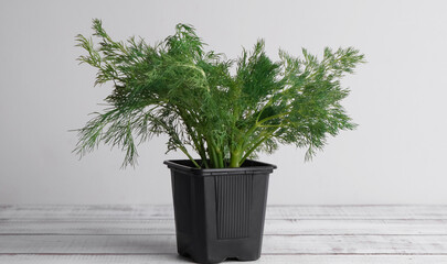 Fresh green dill growing in pot on white wooden table indoors