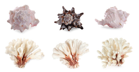 Set of different exotic sea shells and dry corals on white background. Banner design