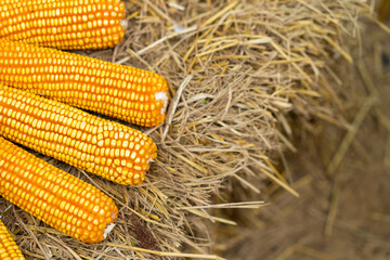 Ripe corn cobs in field background.