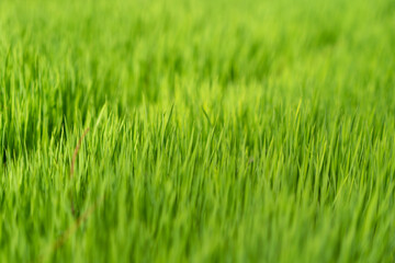 Rice field green grass background.