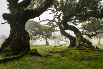 Magical landscape at the laurel forest of Fanal, Madeira, with impressive old stinkwood laurel...
