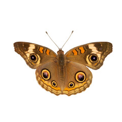 Obraz premium Butterfly isolated on a transparent background, PNG Species: common buckeye (Junonia coenia)