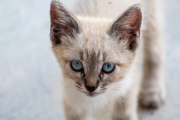 Gato bebe con ojos azules
