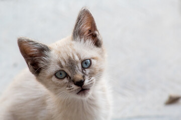 Gato bebe con ojos azules