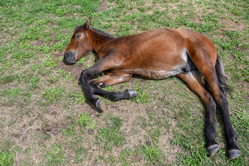 Fototapeta premium The foal lies on the ground. A young horse is resting.