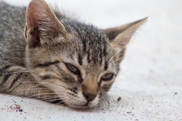 Gato bebe con ojos azules