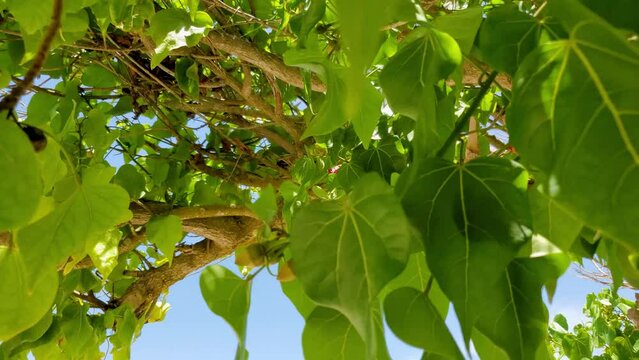 Tropical Green Portia Tree on white sand beach, leaves and branch details, coastline