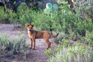Perro color caf&eacute; en monte