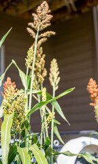 Fototapeta premium Selective focus on maturing seed head of sorghum bicolor
