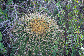 Biznaga mexicana cactus