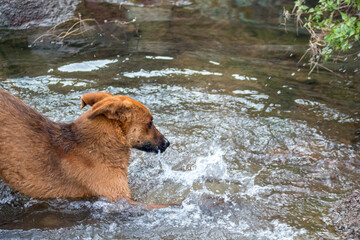 Perro color caf&eacute; en monte