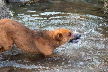 Perro color caf&eacute; en monte