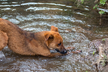 Perro color caf&eacute; en monte