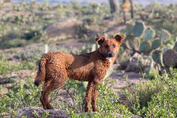 Perro color caf&eacute; en monte