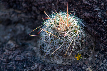 Biznaga mexicana cactus
