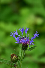 咲き始めのヤグルマギク